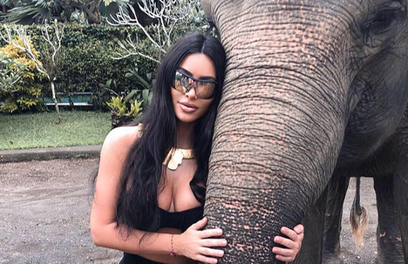 Веганы раскритиковали Ким Кардашьян за фото со слоном: «Он кажется таким несчастным!»